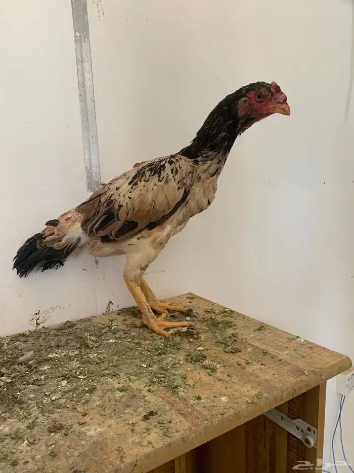 شامو الماني 3