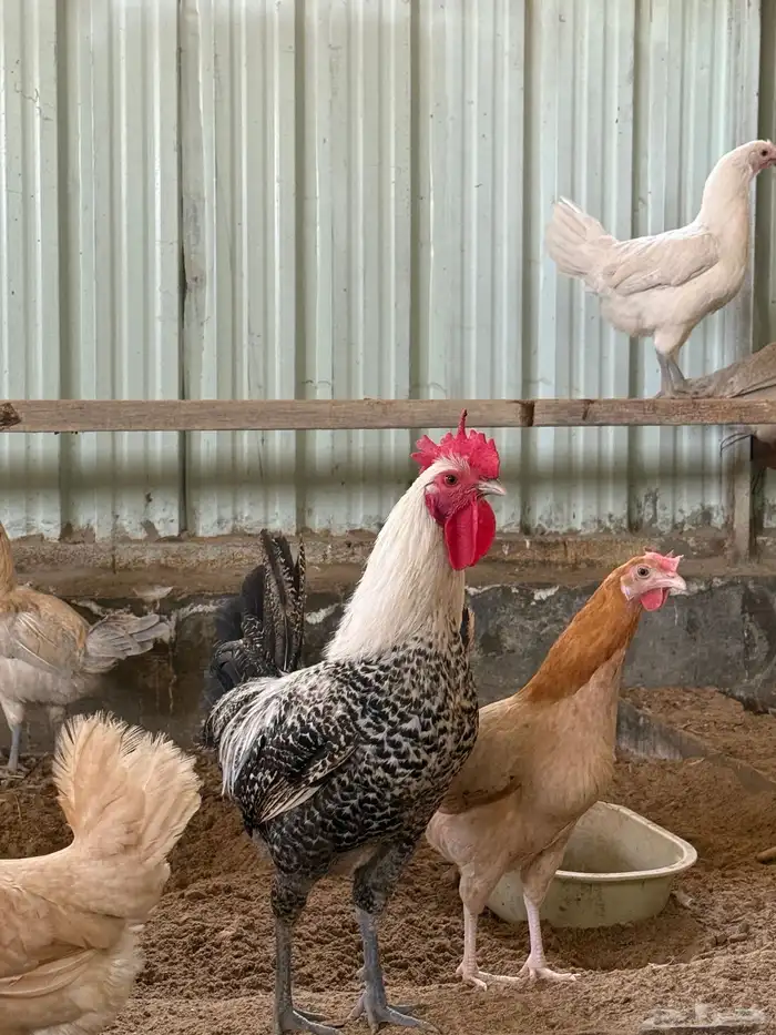 للبيع دياكه 0