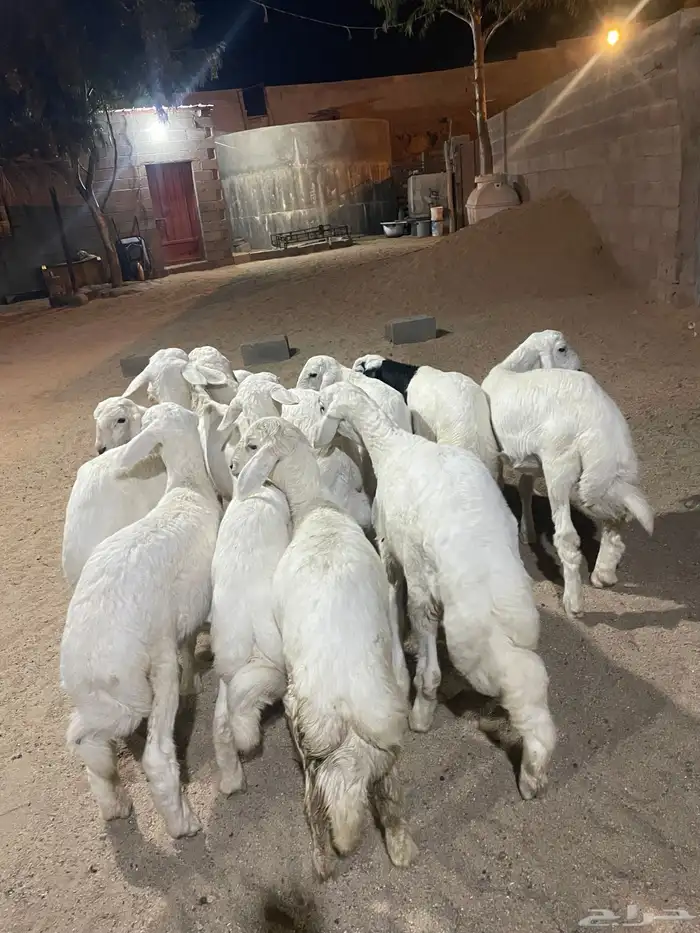 خرفان ورخال 3