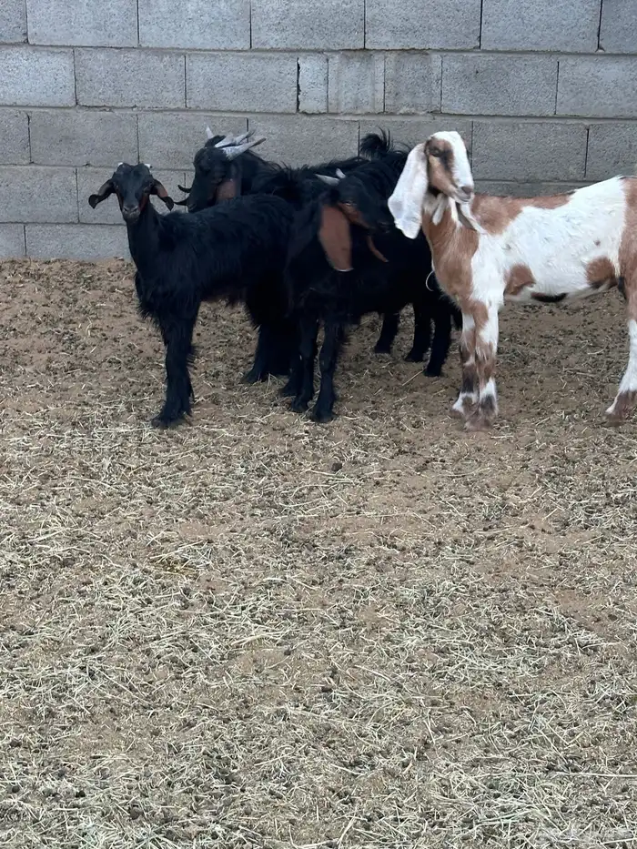 ثلاثه تيوس عناقين 4