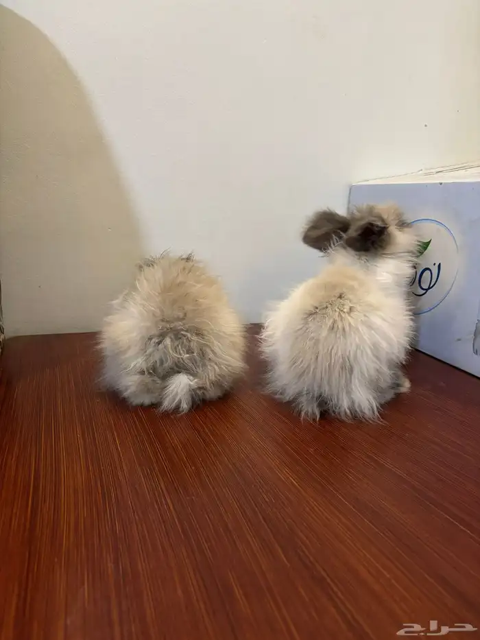 ارانب لتبني 7