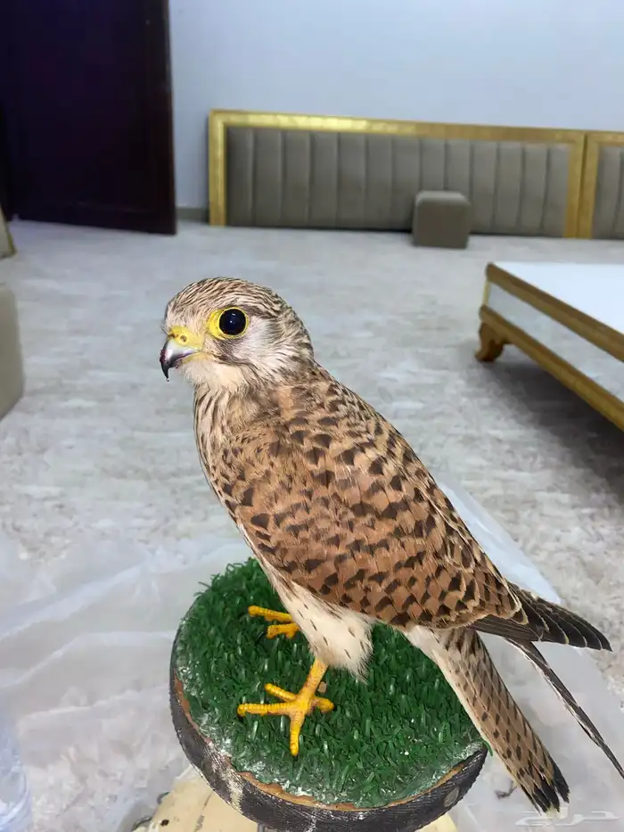 باشق الصحه 100 با 100 0