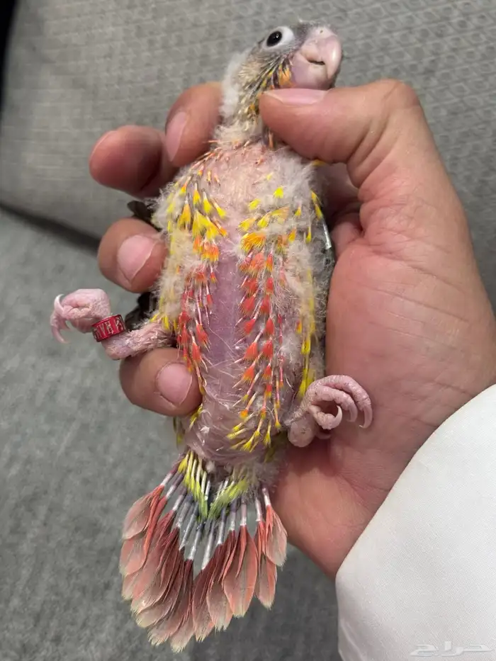 فروخ كنيور (((تم البيع خارج الموقع))) 3