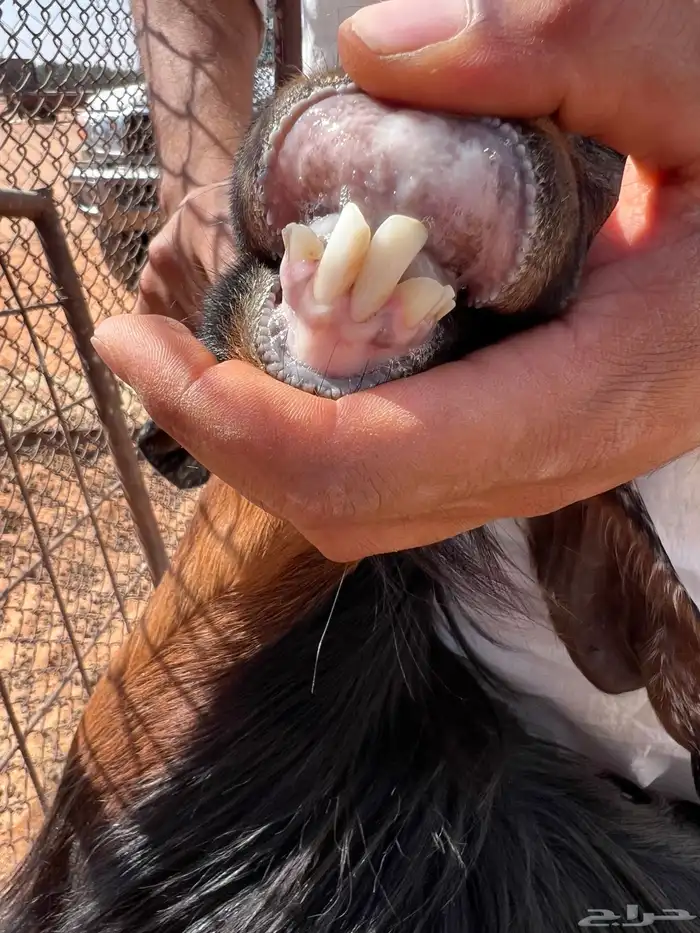 معزا دفيع شرط سونار 13