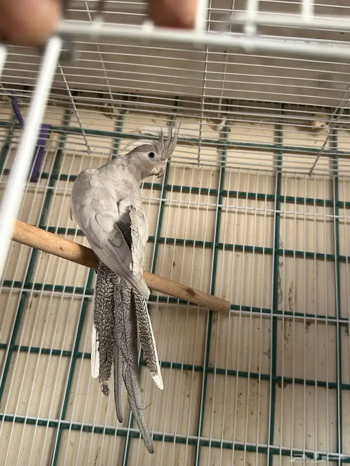 انثى كروان اميرالد وايت فيس 3