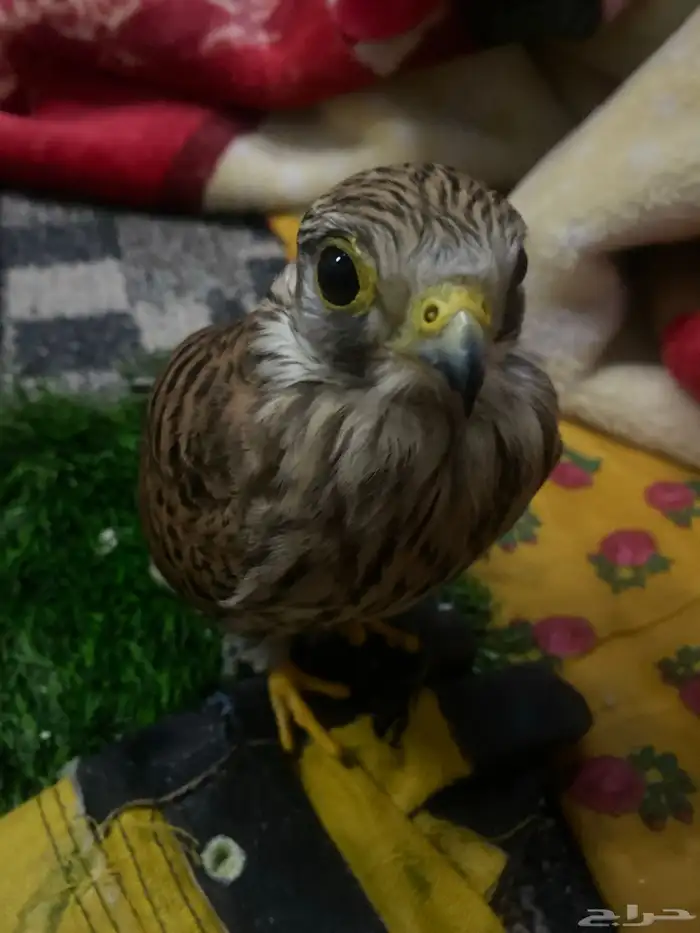 باشق سعره 50 0