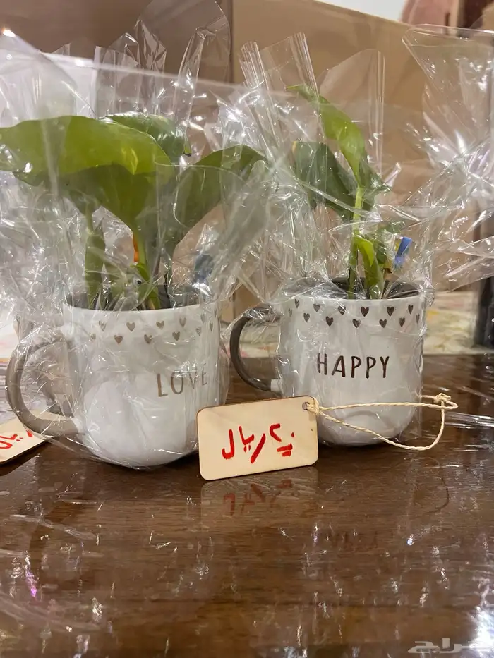 اكواب نباتات البوتس 1