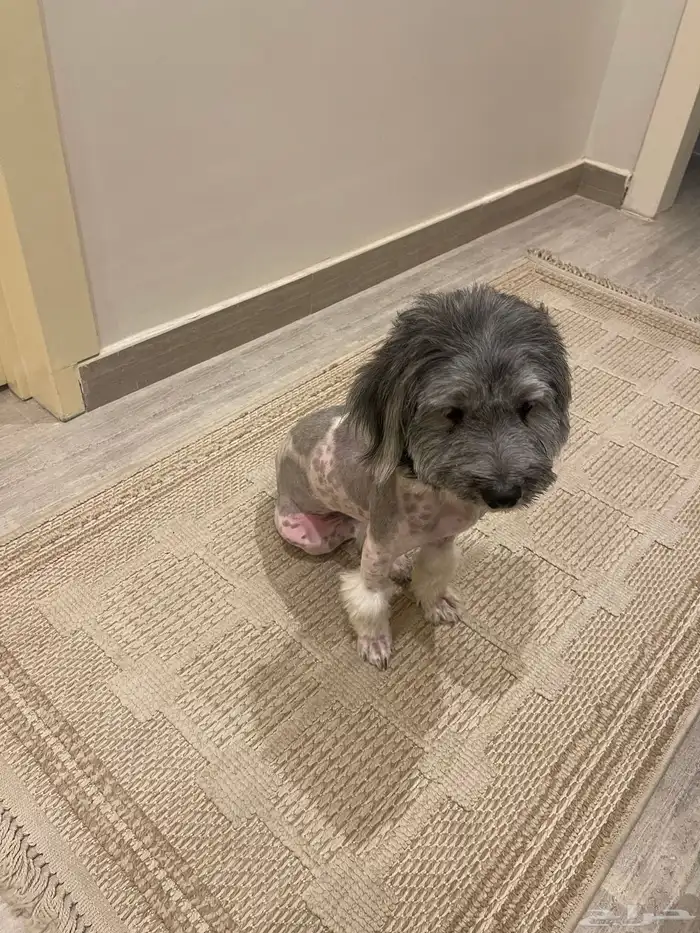 كلب شيواوا 2