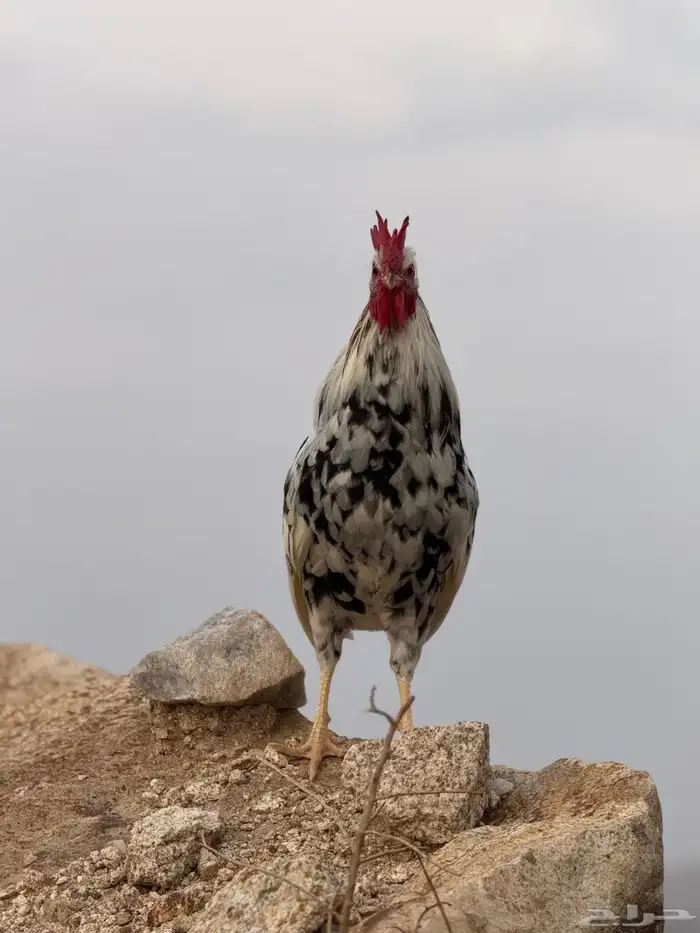 ديوك عربية للبيع - أفرق 21