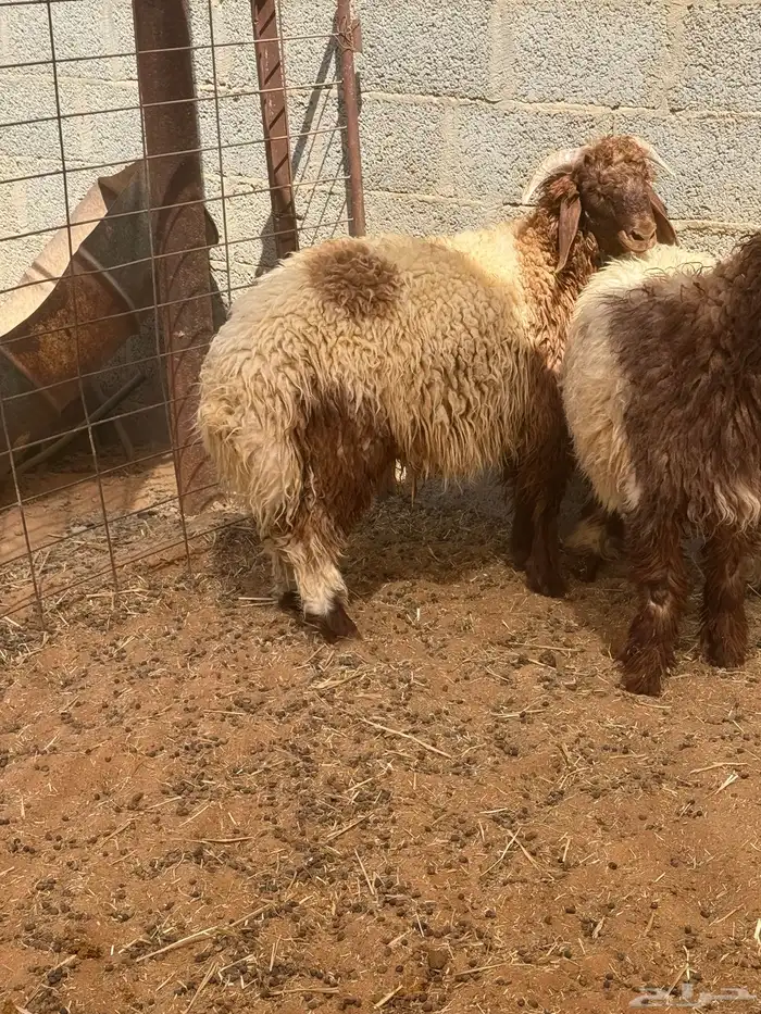 طليان نعيم للبيع 0