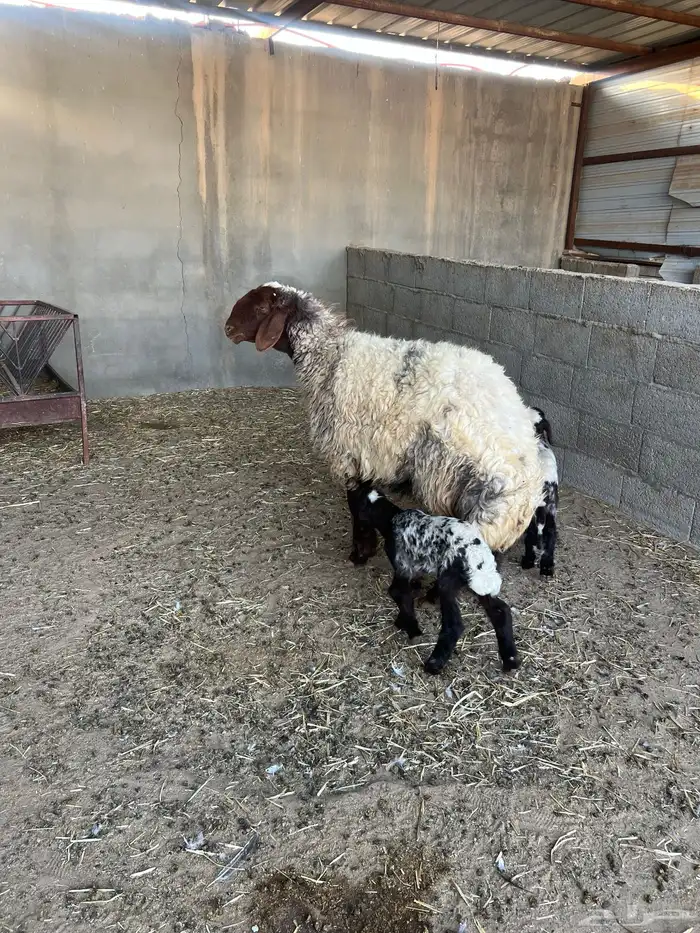 رغوث وراها توم رخل وخروف شرط سن وديد 2