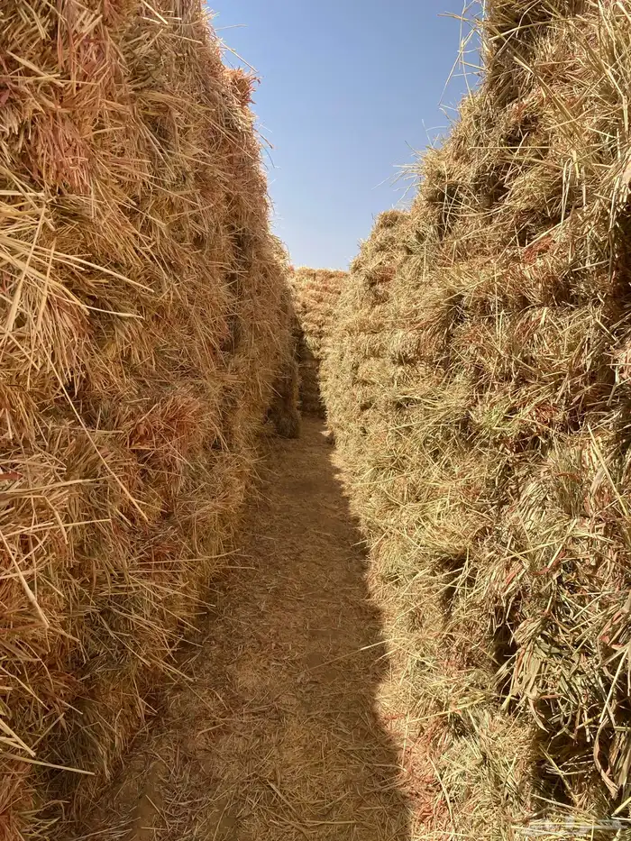 ذره جيزانيه 1