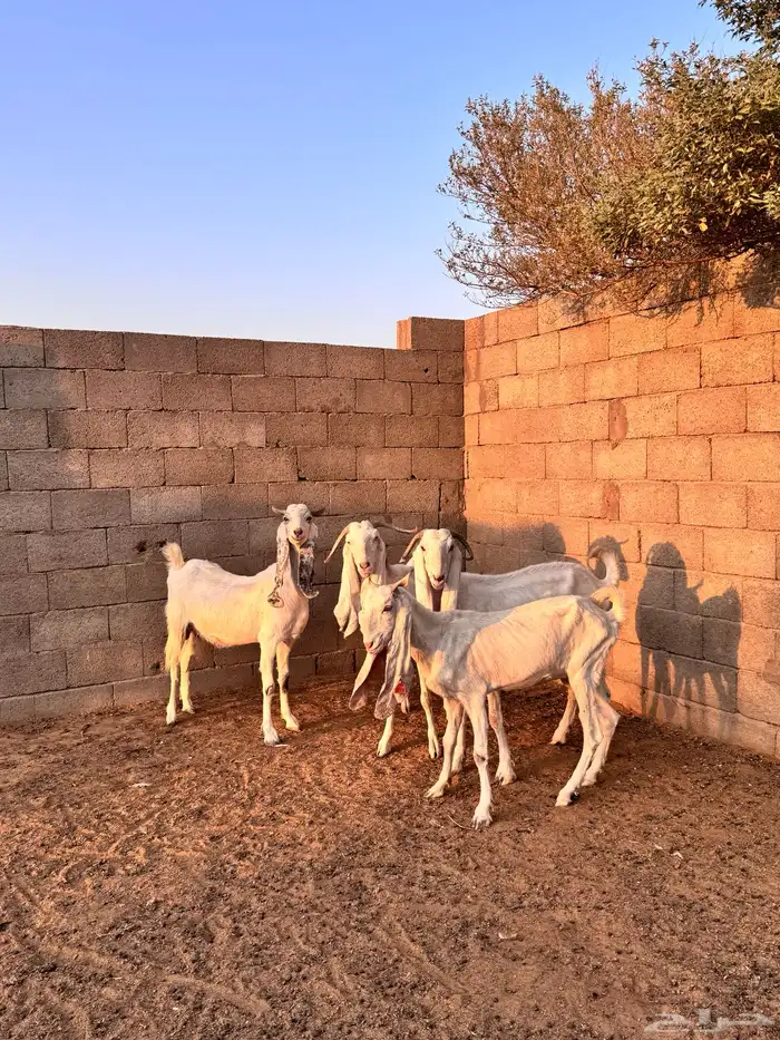 للبيع معزاء اشباب دفيع 1