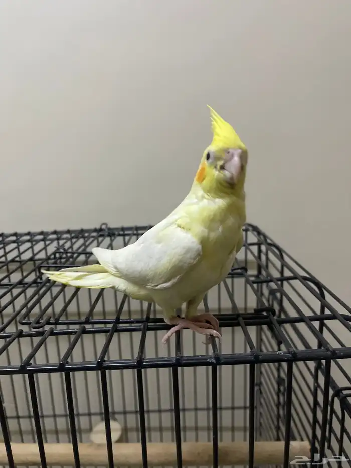 كروان لاتينو عيون حمراء (تم البيع) 2