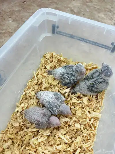 فروخ كنيور اناناس حجم وتقبل الغر بسهوله index