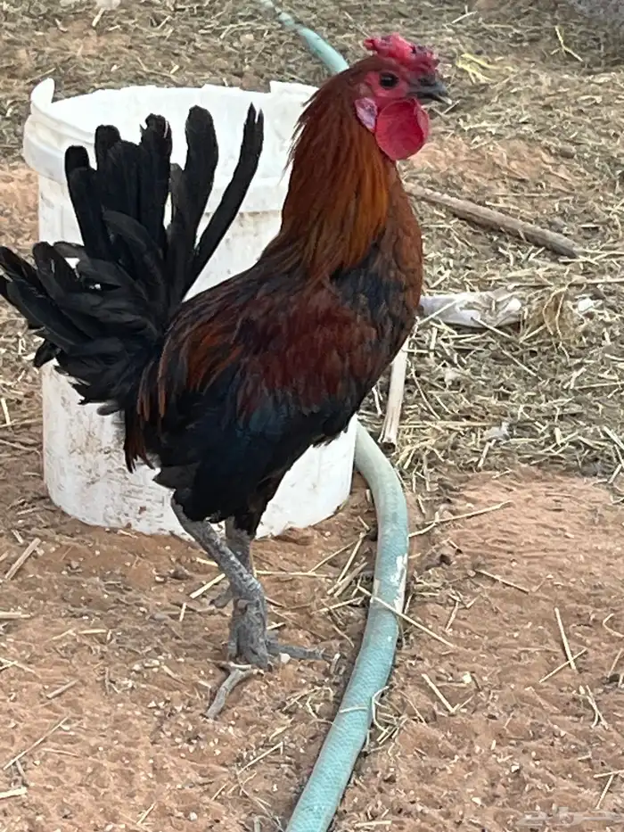 ديك شرط تلقيح واذان 1