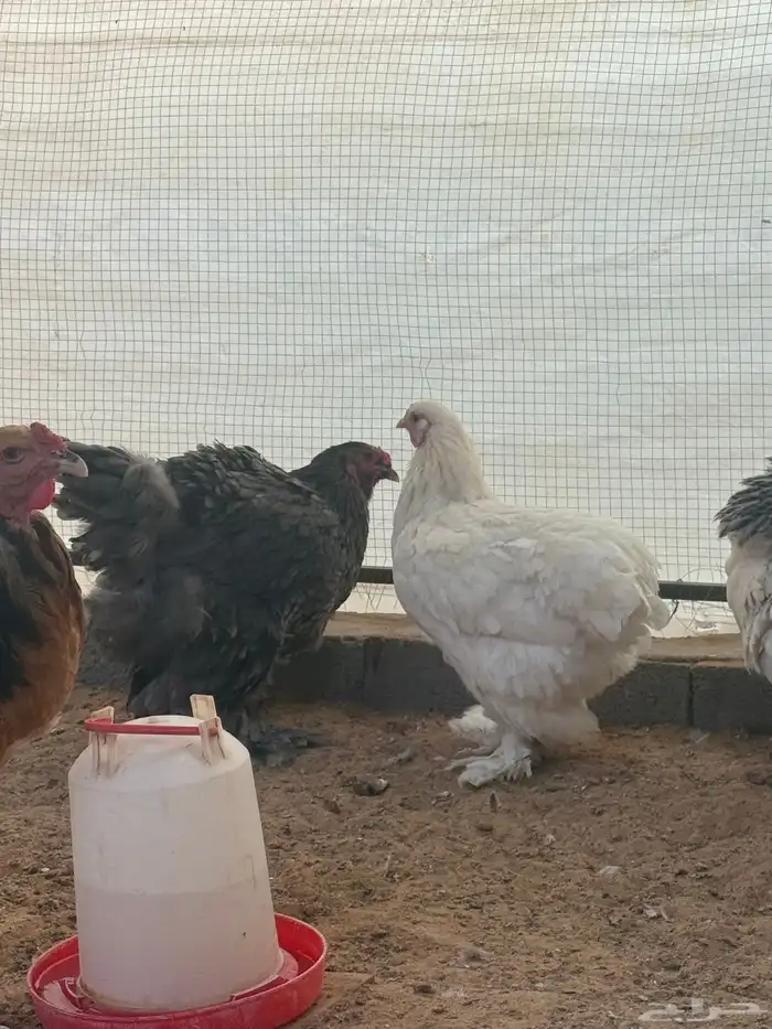 براهما دم صافي بياض 1