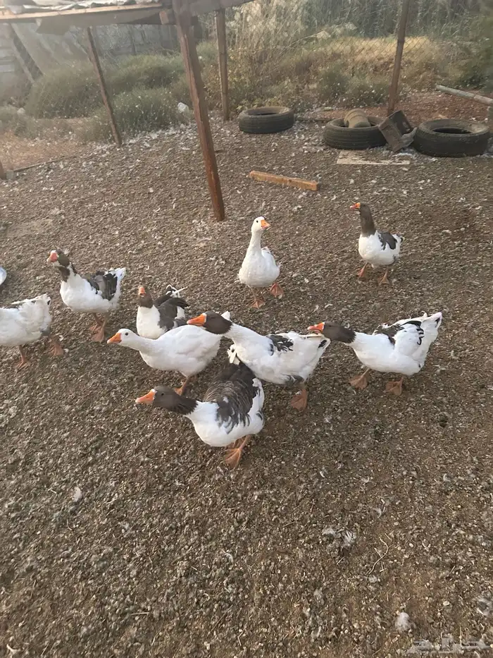 وز بلدي لبيع 0