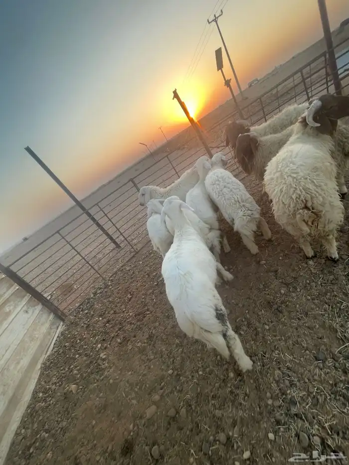 ذبايح طيبه نعيمي حري واسعار منافسه 5