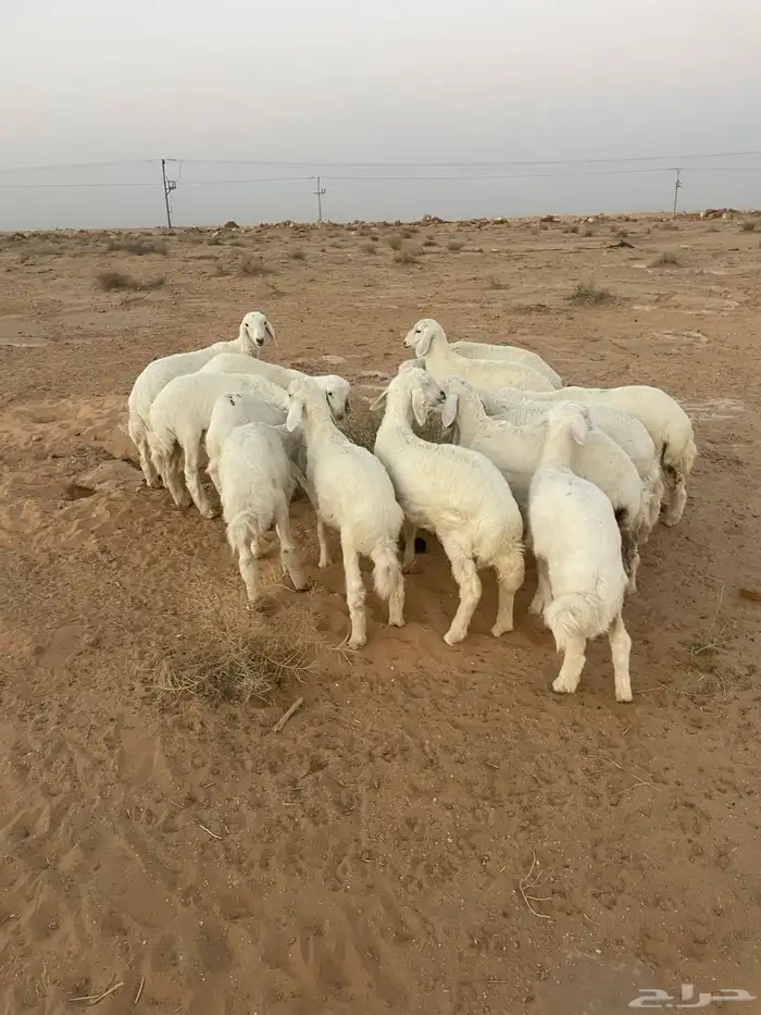 بهم حري مراح واحد 6