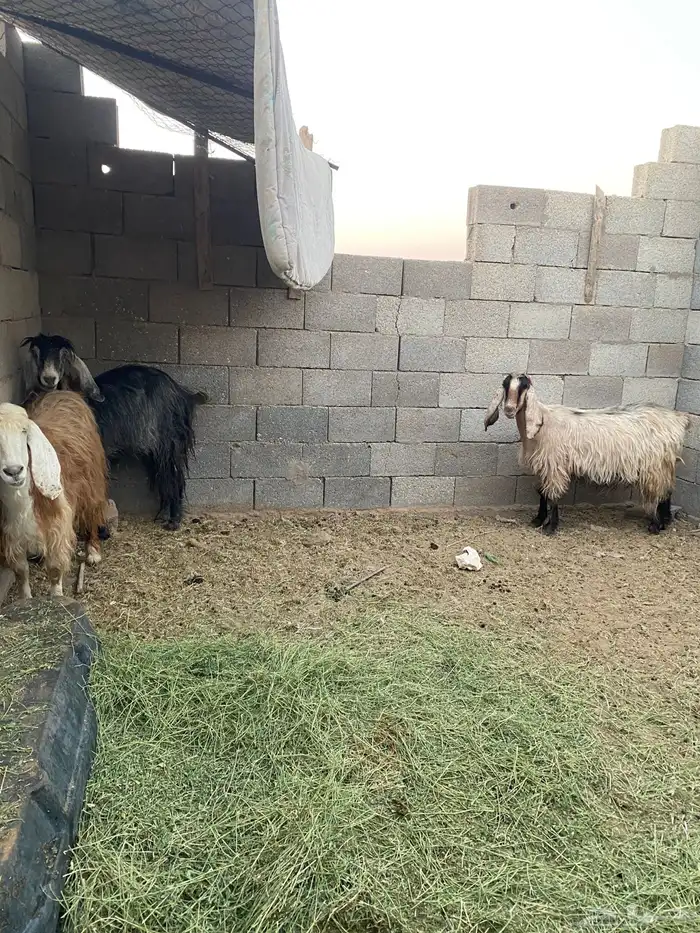 للبيع معزاء مضاري 0