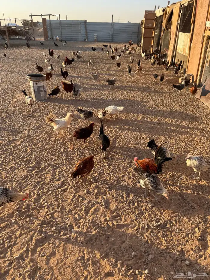 دجاج وديوك للبيع بلدي وفيومي 2