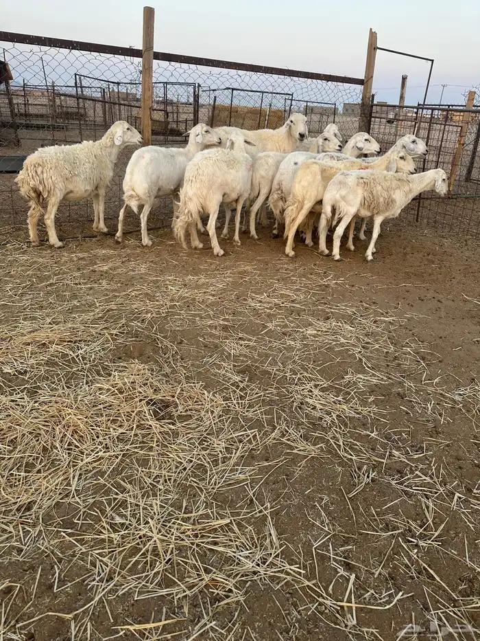 حريات مضاريع 3