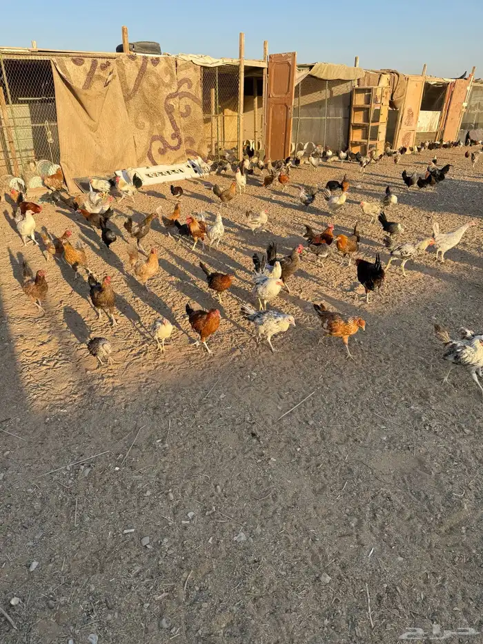 دجاج وديوك للبيع بلدي وفيومي 1