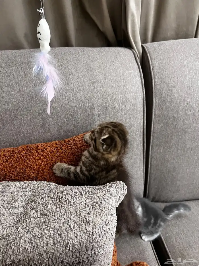 سكوتش دبل فولد مميز جدا ماشاءالله لون نادر مطعم 6