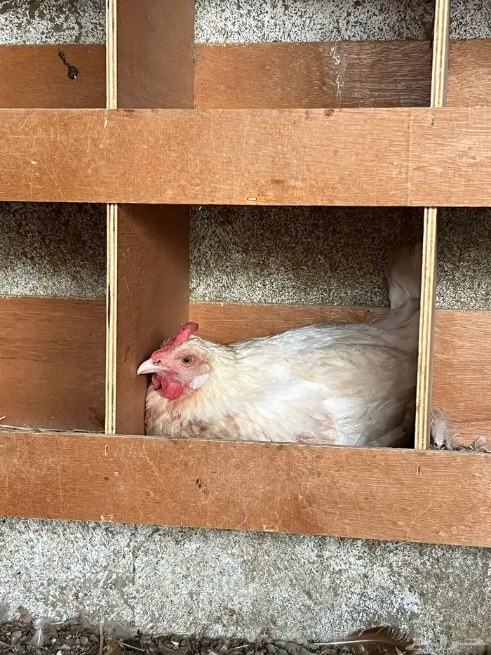 دجاجتين فرنسية للبيع 3