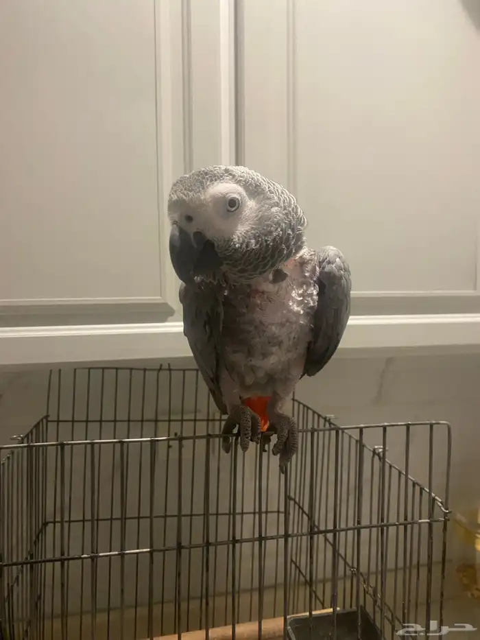 ببغاء كاسكو 0