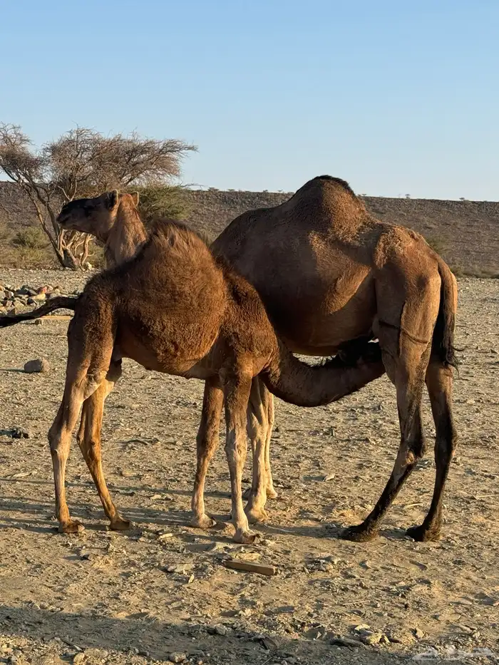 قعود وبكره لباني على الحليب( تم البيع ) 0