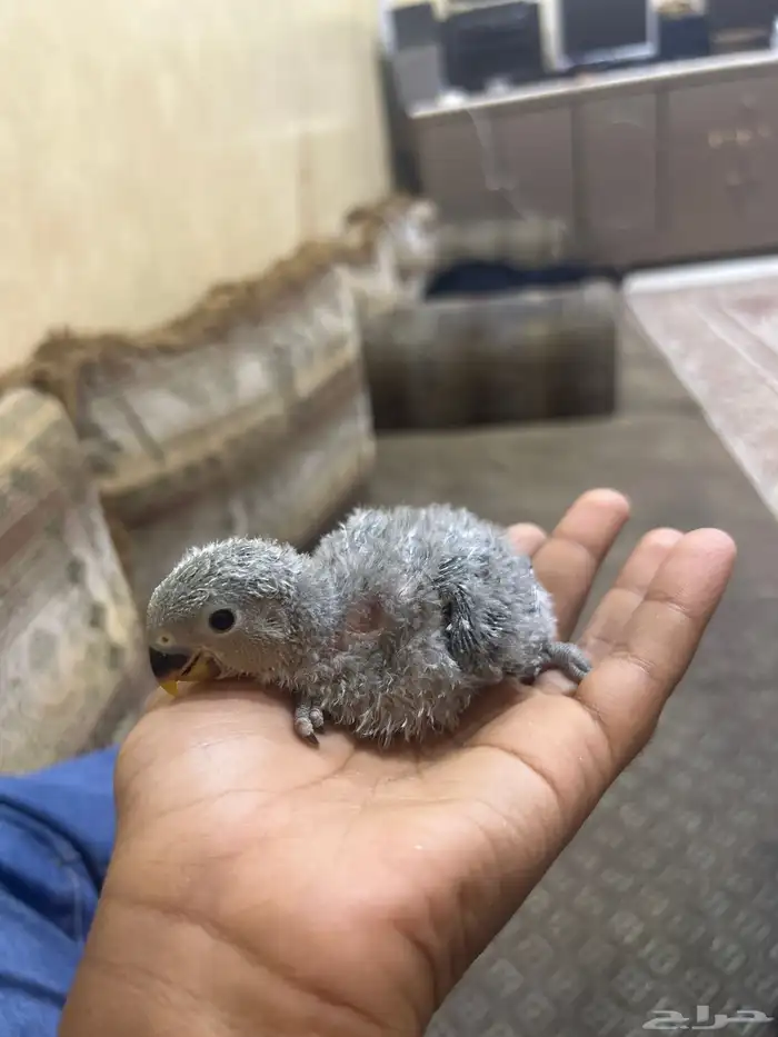 طير روز فرخ لون ازرق شملا القفص 0