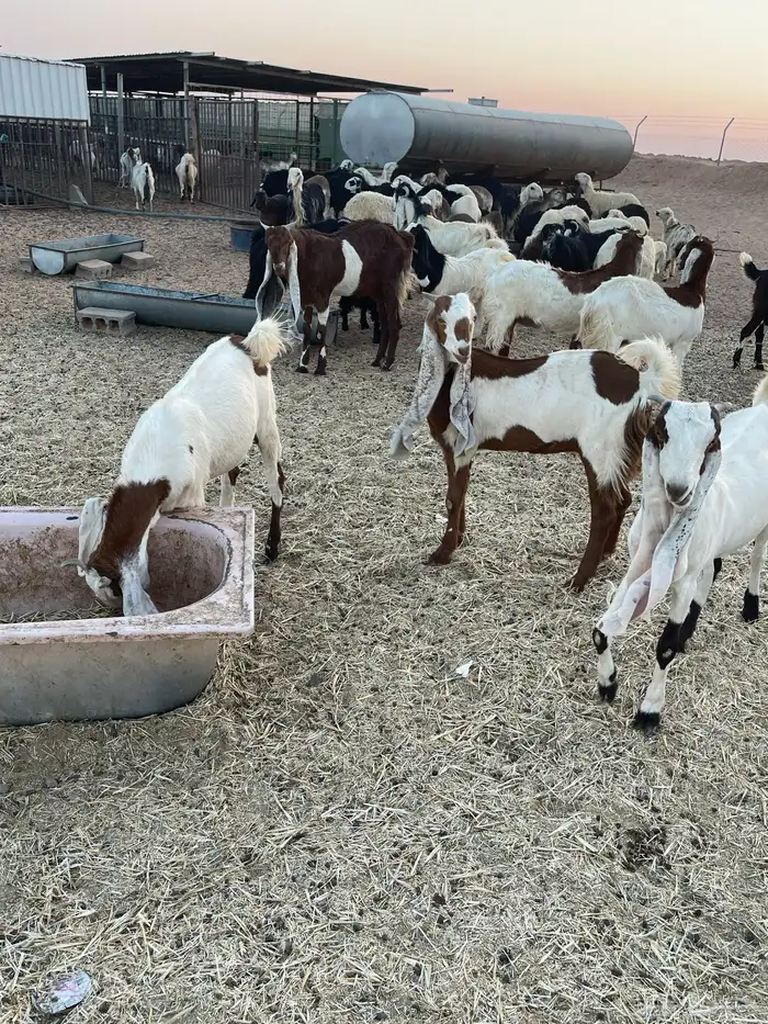 تيس هولندي معرف للبيع وانتاجه بالصور التيس طيب وانتاجه طيب 7