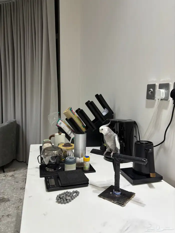 ببغا كوكتيل دوبه ف اول شبابه اتوقع انه ذكر لأنه يغرد و صوت 2