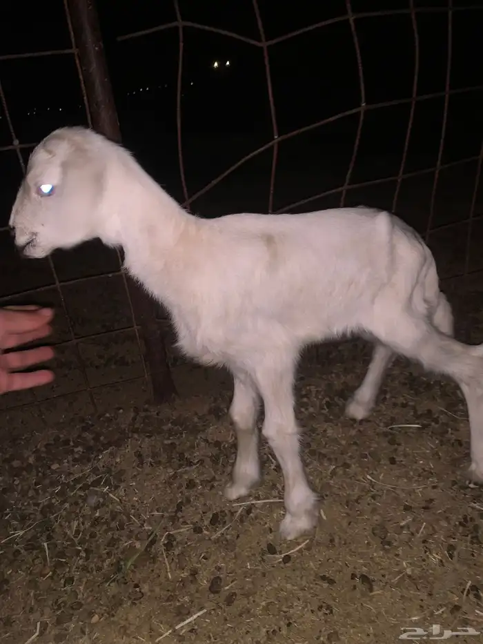 سلام عليكم 1