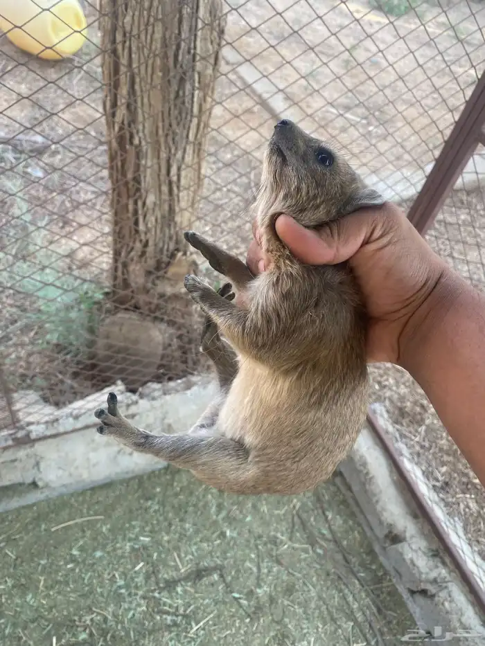 جنوبيه للبيع و ب ر 0