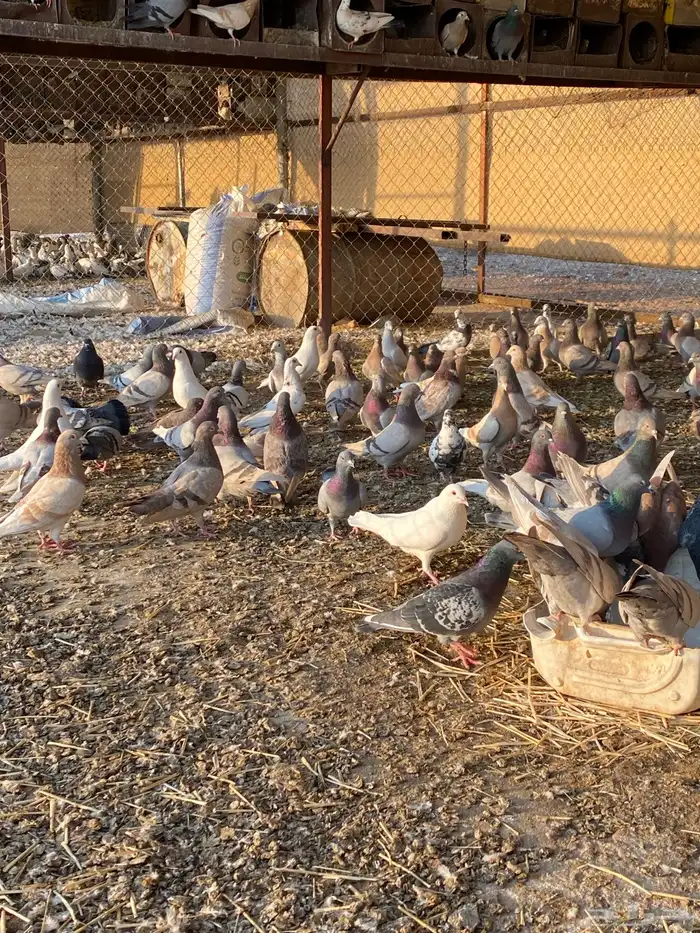 حمام للبيع فرنسي وباكستاني 1