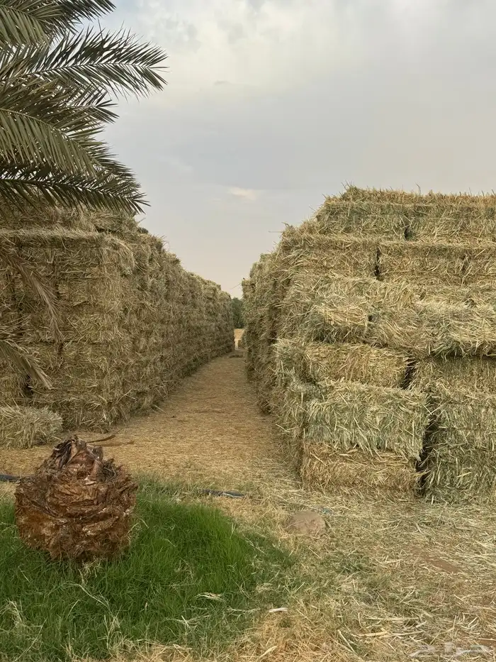 ذرا امريكي 3