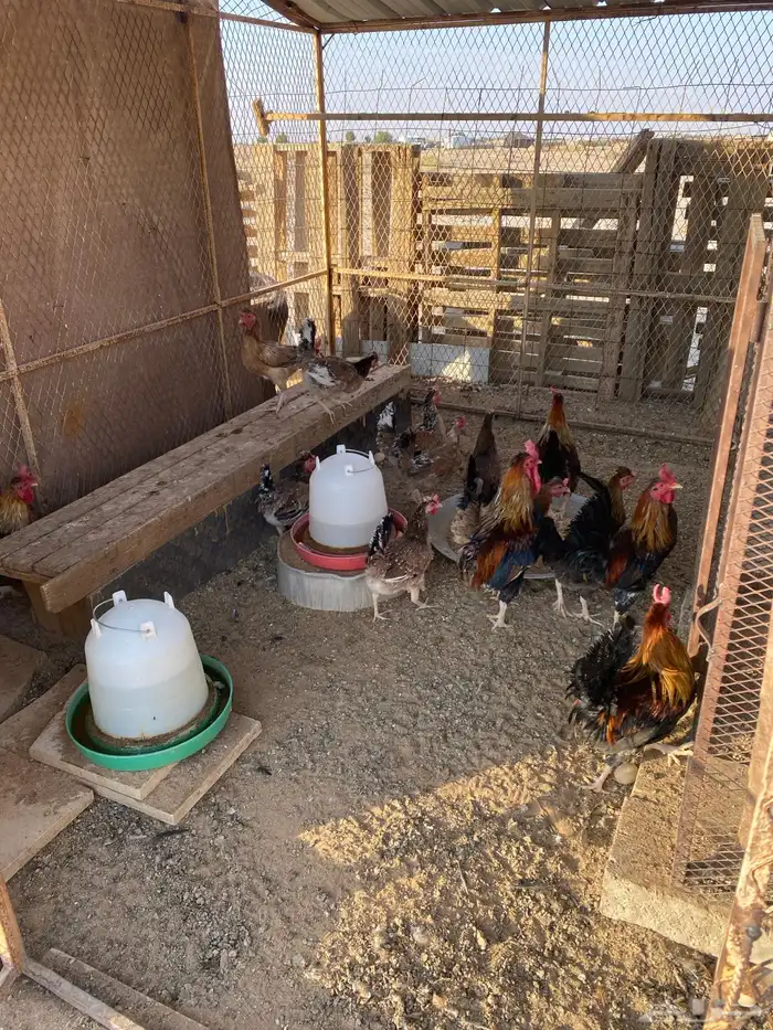 دجاج عربي للبيع 0