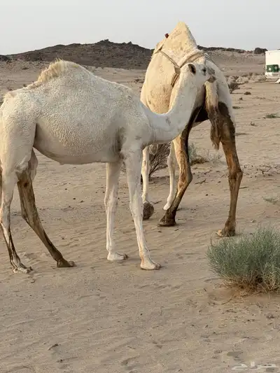 عشراء صاهوديه ثنيه تحتها بكره طيبه index