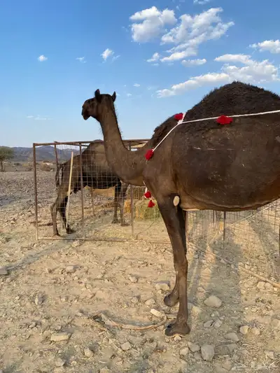 خلفه مجهم ناقة فروع فروع ومجموع بالحليب الحد12500 index