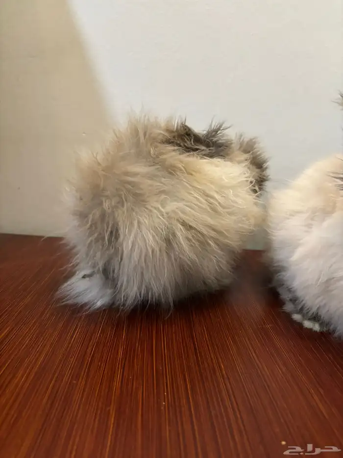 ارانب لتبني 0