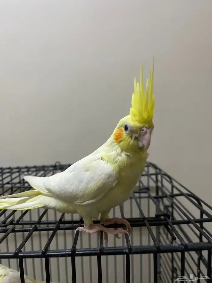 كروان لاتينو عيون حمراء (تم البيع) 1