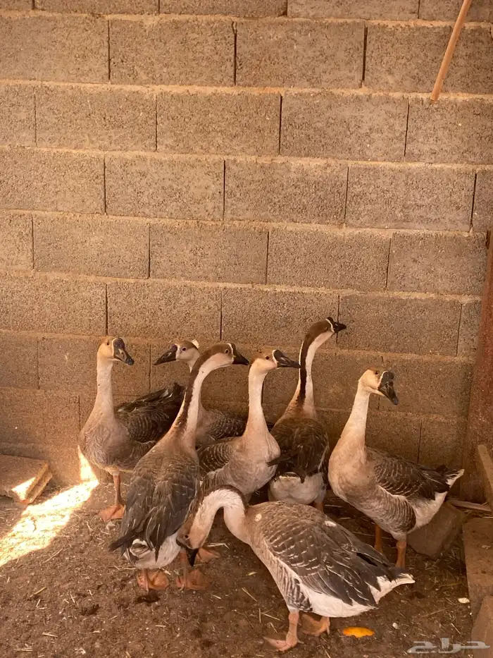 للبيع وز  عراقي 2