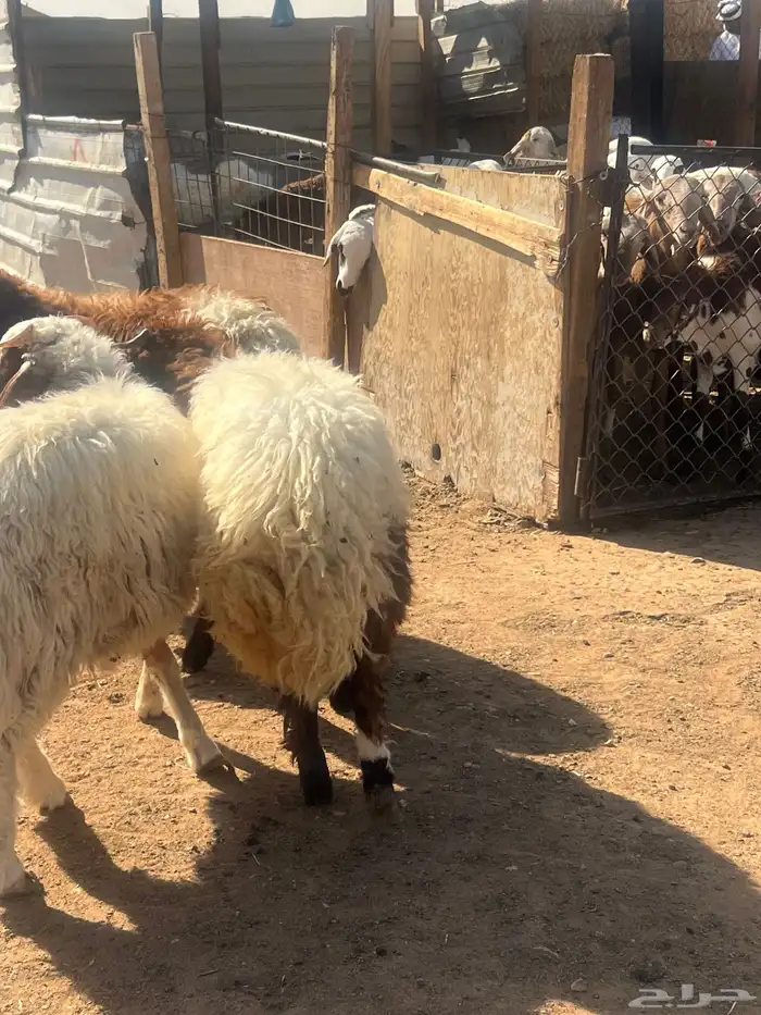 هرافى خرفان فل شحم 7