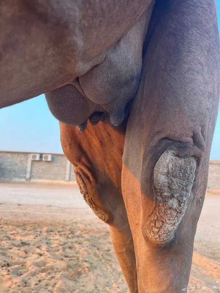 للبيع لقحة ملاقي 1