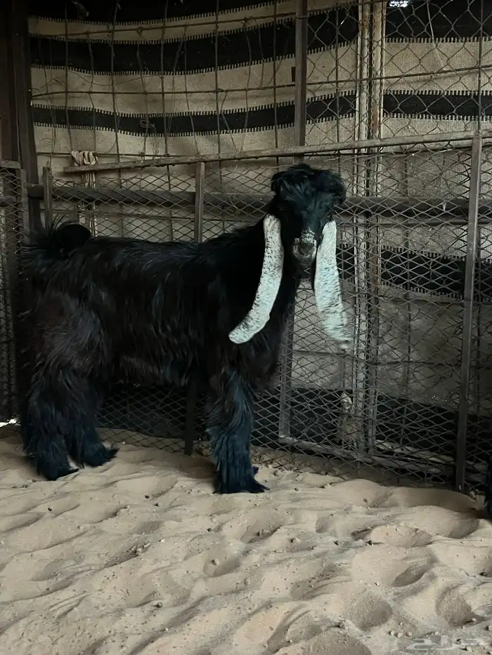 تيس عارضي فاخر 1