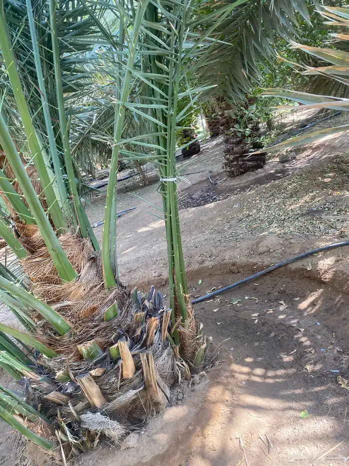 للبيع فحول نخل العدد 8 1