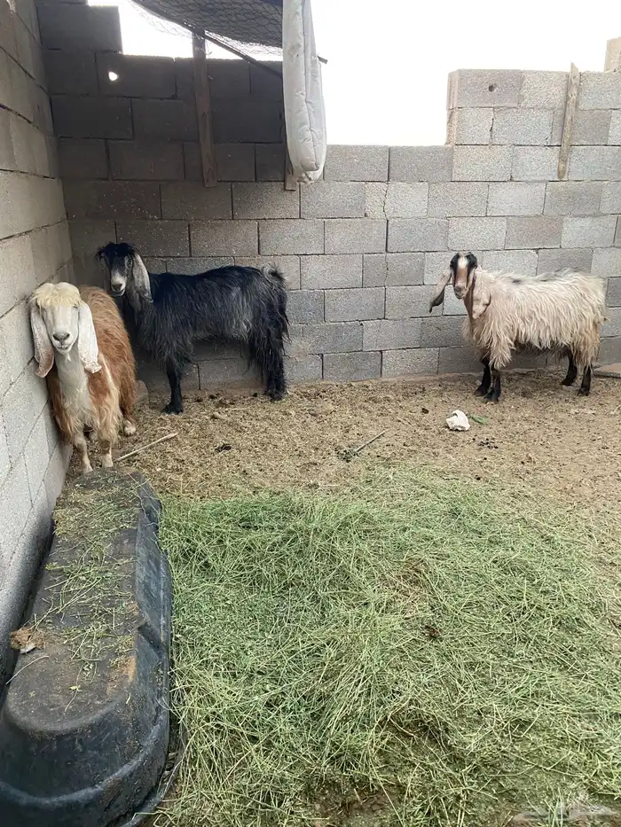 للبيع معزاء مضاري 1